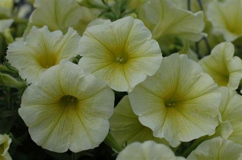 Petunia Veranda Yellow 2022 Kwiaty Balkonowe