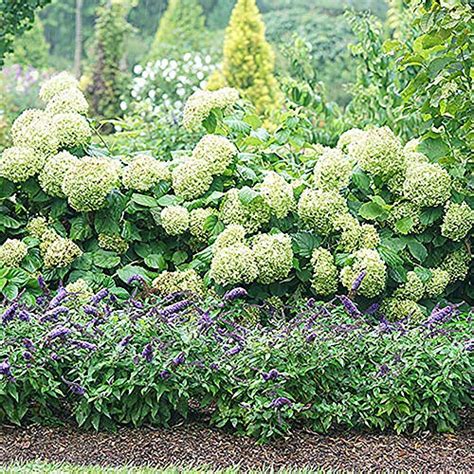 Pugster Butterfly Bush Care: 7 Dwarf Buddleia Tricks In Pots