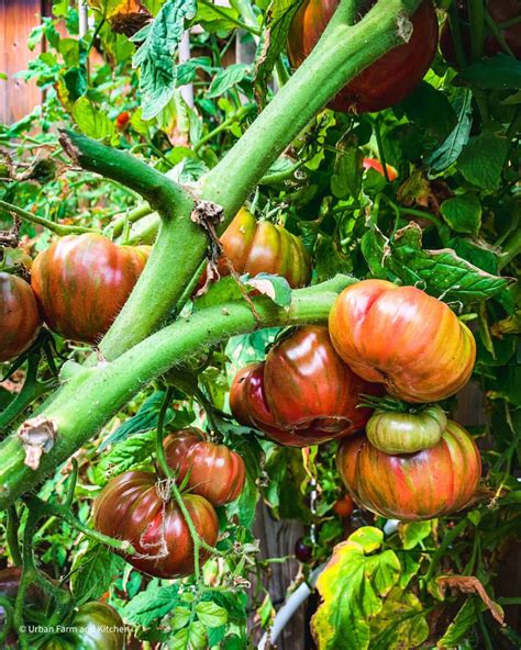 17 Best Tomatoes For Container Gardens Urban Farm And Kitchen