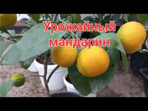 Мандарин Ковано Васе - урожайный сорт. - YouTube
