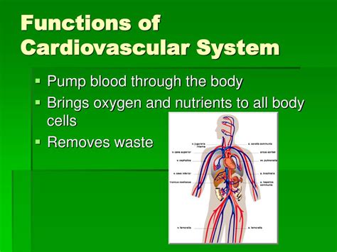 PPT - The Cardiovascular System PowerPoint Presentation, free download ...