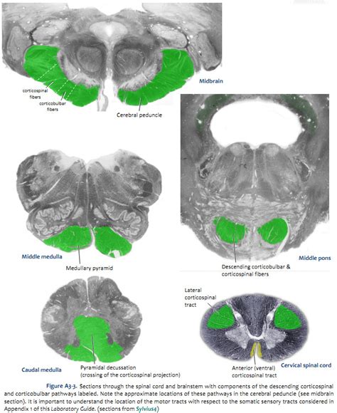 Corticobulbar Tract In Spinal Cord