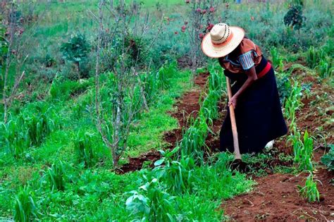 La Agricultura Campesina Produce El De Los Alimentos Con El De