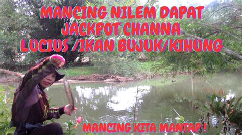 MANCING IKAN NILEM IKAN PALAU DAPAT JACKPOT IKAN CHANNA LUCIUS IKAN