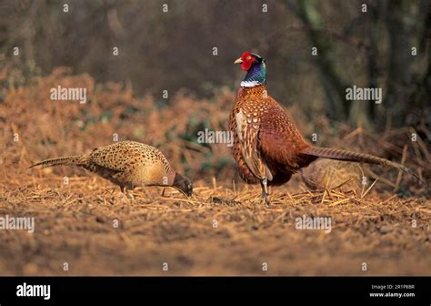 Common Pheasant Phasianus Colchicus Adult Male With Female Feeding