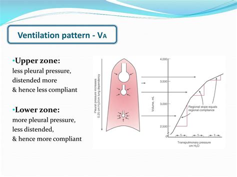 Maximum voluntary ventilation normal values. Maximal Voluntary ...