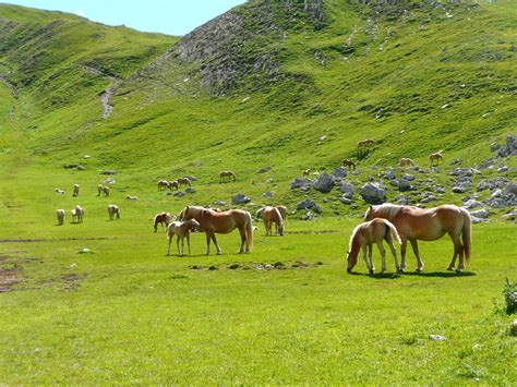 Free Images : landscape, grass, wilderness, hiking, field, meadow ...