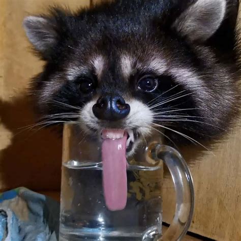 [100+] Funny Raccoon Pictures | page 2 | Wallpapers.com