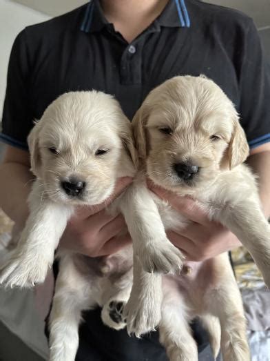 Gorgeous Golden Retriever Puppies Looking For New Homes In Johannesburg