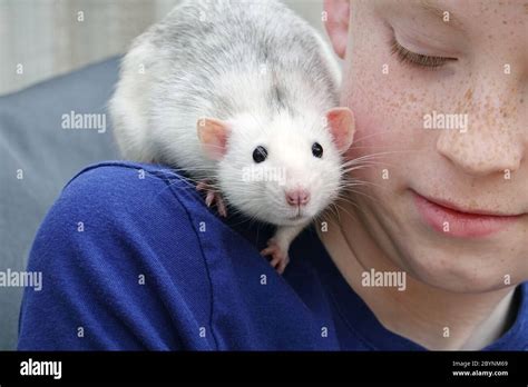 Tame Rat High Resolution Stock Photography And Images Alamy