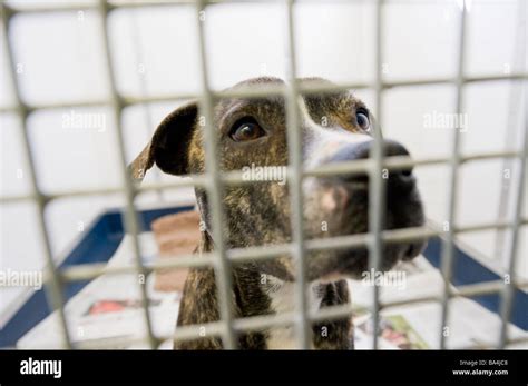 What Happens To Dogs At The Pound