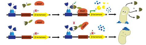 Team Bielefeld Cebitec Project Selection Bacterial Two Hybrid System