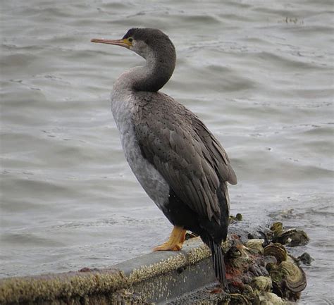 Spotted Shag Spotted Shag Stictocarbo Punctatus Otago P Flickr