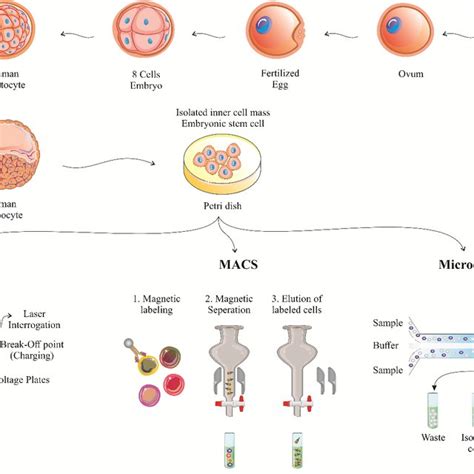 The Procedure Of Stem Cell Isolation Schematic Diagram For Stem Cell