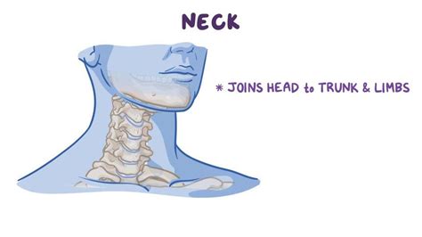 bones   neck video anatomy definition osmosis