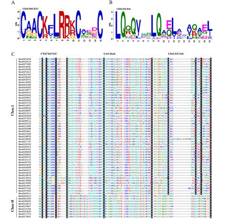 Multiple Sequence Alignment Of Amino Acid Sequences Of Conserved Domain