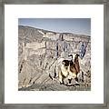 Arabian tahr at Jebel Shams in Oman Photograph by Alexey Stiop - Fine Art America