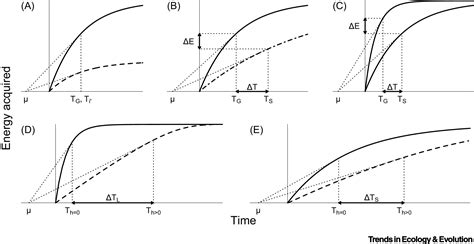 Using Optimal Foraging Theory To Infer How Groups Make Collective