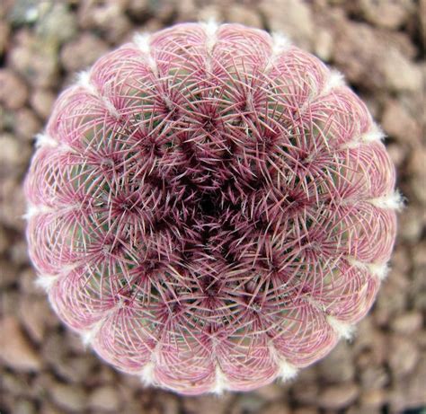 Echinocereus Rigidissimus Var Rubispinus