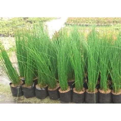 Jual Tanaman Hias Bambu Air Pohon Bambu Air Shopee Indonesia