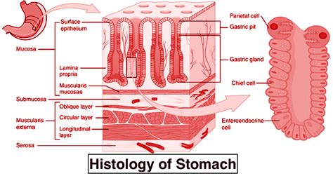 In Which Layer Of The Stomach Is Gastric Glands Locateda Serosab