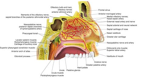 Nobody Nose A Case Report Of Spontaneous Nasal Septal Abscess Emra