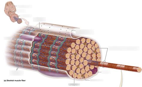 Skeletal Muscle Fiber Diagram Quizlet