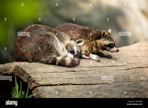 Raccoons Head Hi Res Stock Photography And Images Alamy