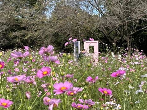 立川市の金比羅山と国営昭和記念公園 まりんさんの立川市の活動データ Yamap ヤマップ