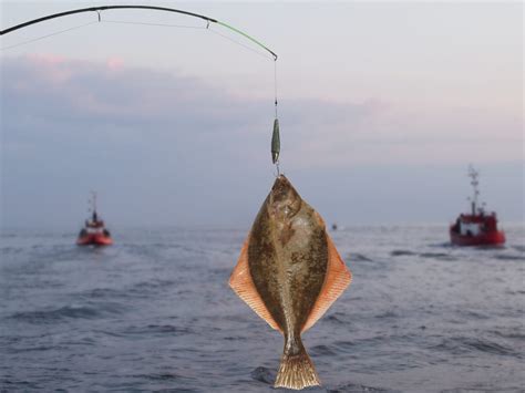 Le Bon Montage Pour P Cher Les Poissons Plats Equipement Peche