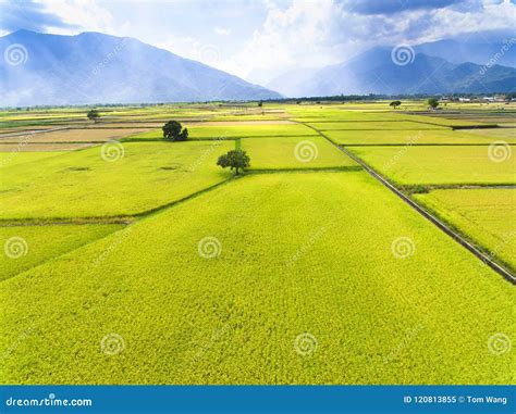 Aerial View of Rice Field . Stock Image - Image of background, rice ...