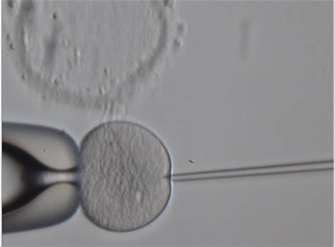 41 questions with answers in EMBRYO CULTURE TECHNIQUES | Scientific method