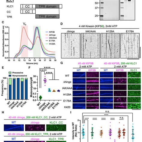 The KLC Inhibits KIF5 Independently Of The Tail Inhibition Mechanism