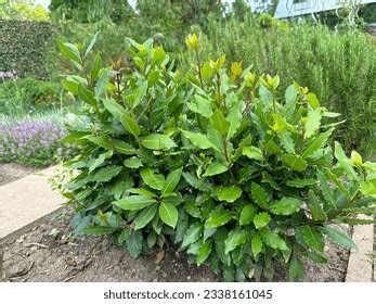 3,052 Laurus Nobilis Leaves Images, Stock Photos, and Vectors | Shutterstock