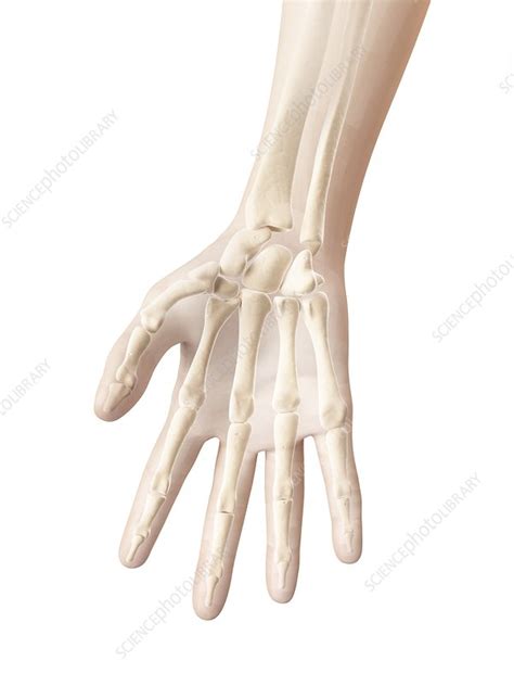 Human finger bones, Illustration - Stock Image - F012/6836 - Science ...