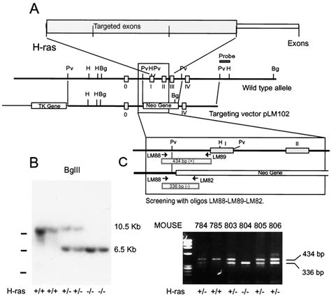 Targeted Disruption Of The Murine H Ras Gene In Es Cells And Mice A