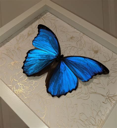 Giant Blue Morpho Didius Butterfly Framed X White Frame Etsy