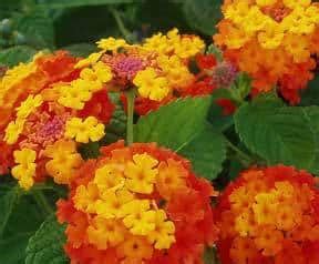 Lantana Plant: How To Grow and Care For Lantana Flowers