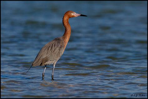 Reddish Egret Page