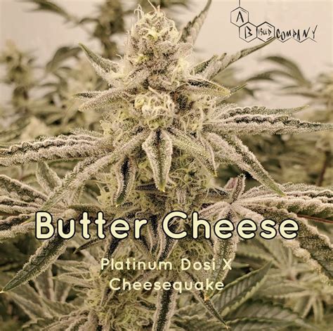 Butter Cheese (Reg) - Insane Seeds