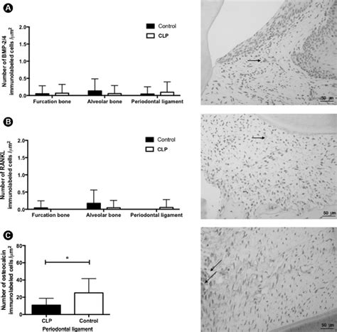 Bmp 24 A Rankl B And Osteocalcin C Immunolabeling Of The