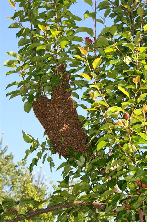 Capturing Bee Swarm » A Healthy Life For Me