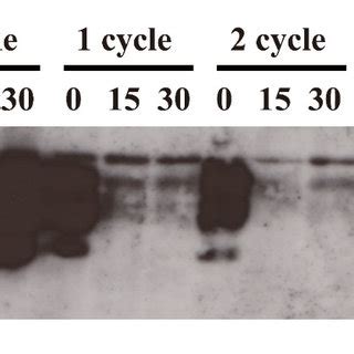 Protein Misfolding Cyclic Amplification Pmca Showing That The