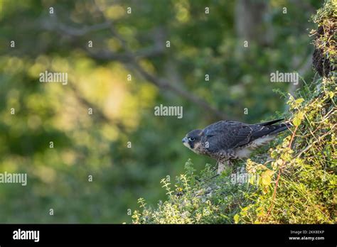 Peregrine Falco Peregrinus Fledgling Sussex UK Stock Photo Alamy