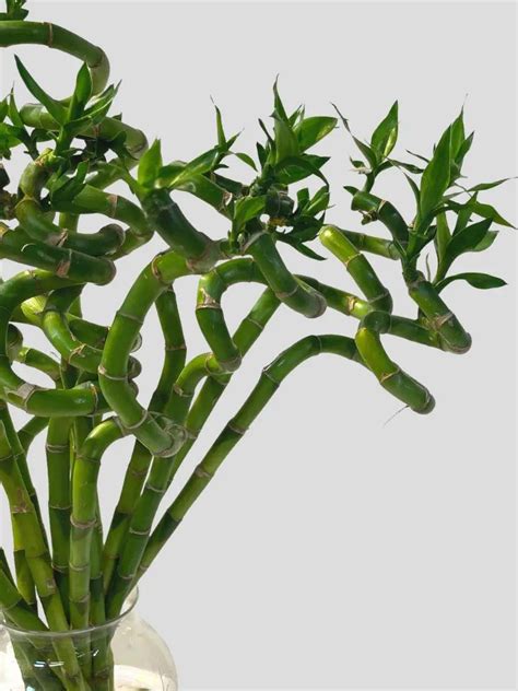 Lucky Bamboo Plant – Greenkin