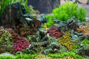 A Complete Aquascaping Guide Simple Aquascape Ideas For Beginners