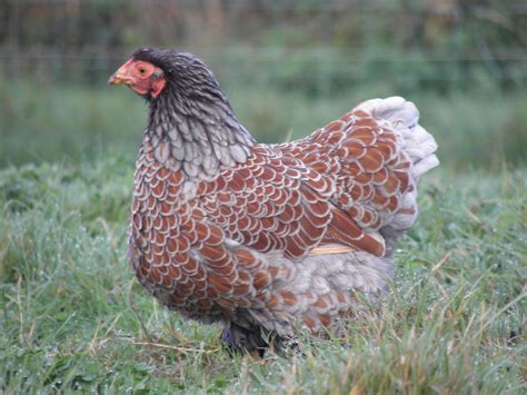 Wyandotte Wyandotte Chicken Chickens Laying Chickens Breeds