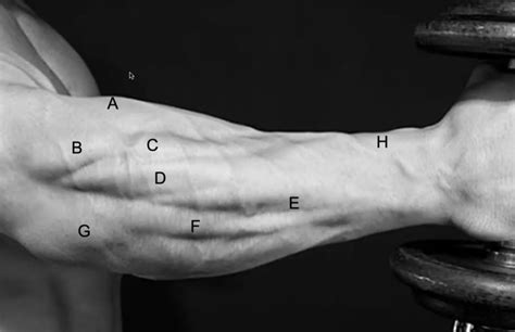 Surface Anatomy Diagram Quizlet