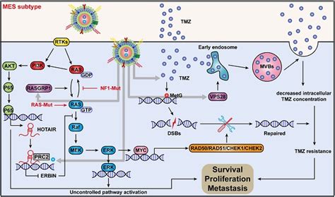 Crispr Cas Library Screening Combined With An Exosome Targeted