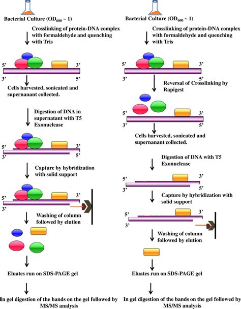 Schematic Diagram Showing The Experimental Procedure Followed The Left